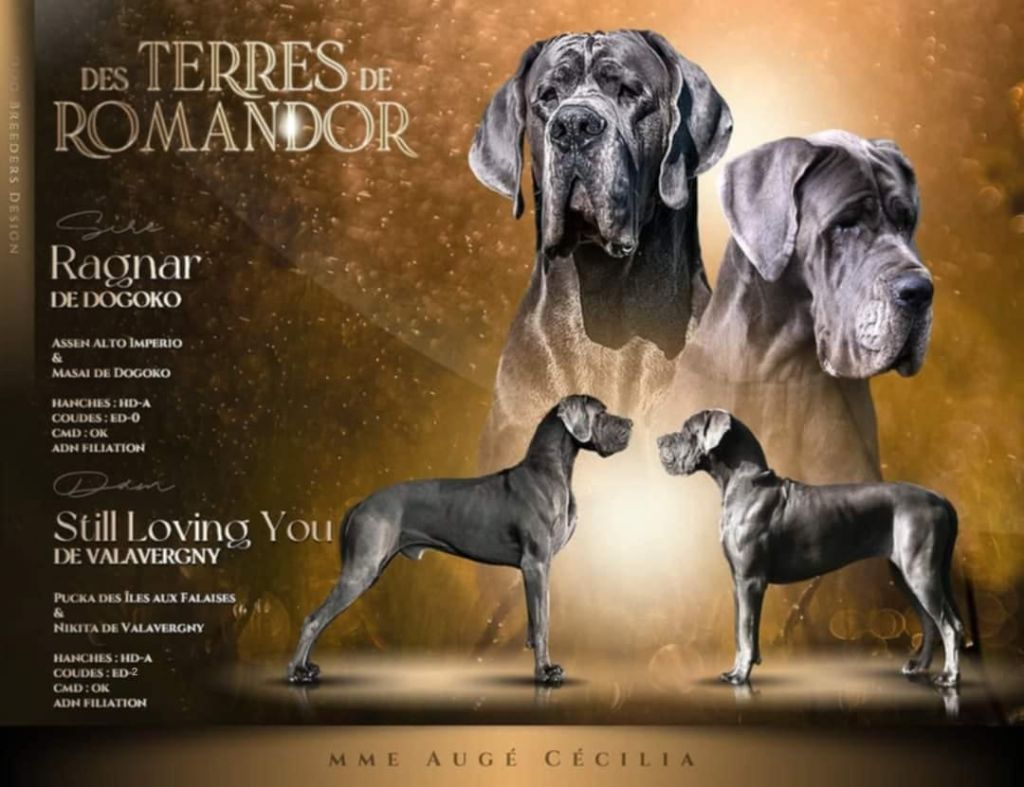 chiot Dogue allemand Des Terres De Romandor