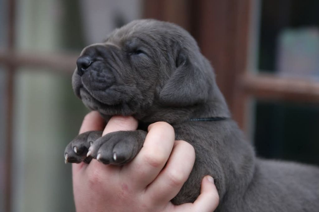 Des Terres De Romandor - Chiot disponible  - Dogue allemand