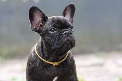 Collier jaune