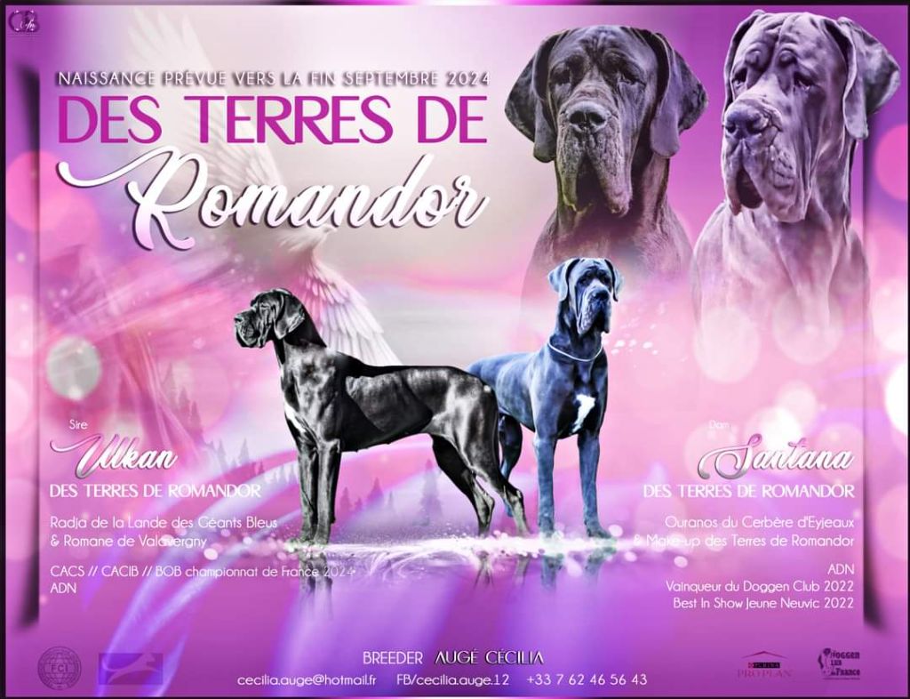 chiot Dogue allemand Des Terres De Romandor