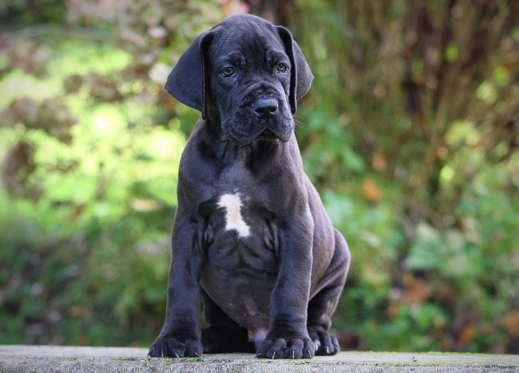 Des Terres De Romandor - Chiot disponible  - Dogue allemand