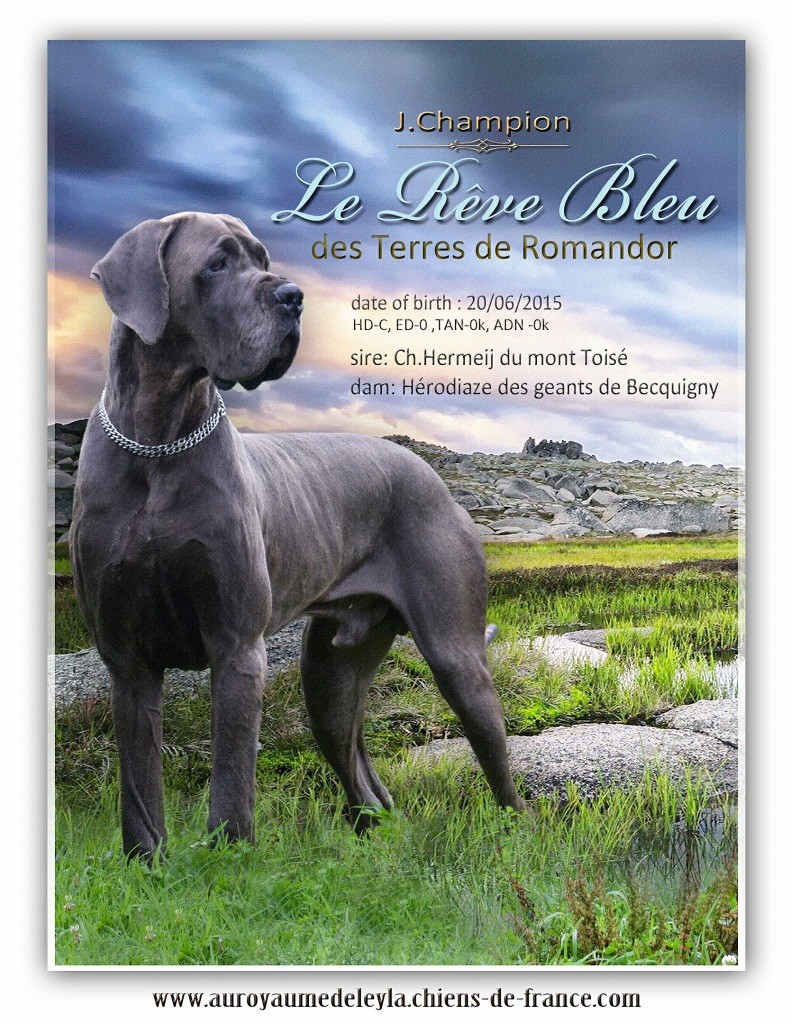 Le rêve bleu Des Terres De Romandor