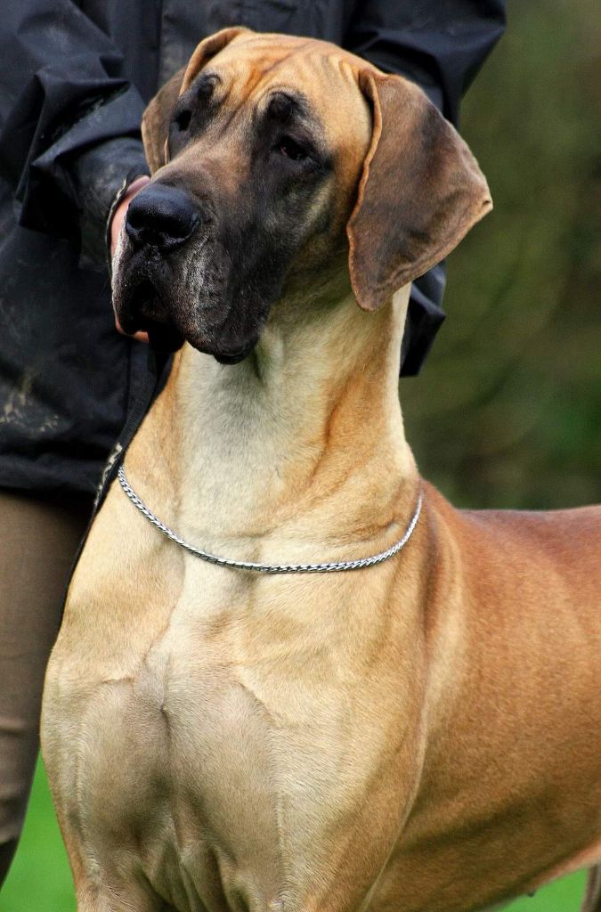 Lady gaga diablo great dane