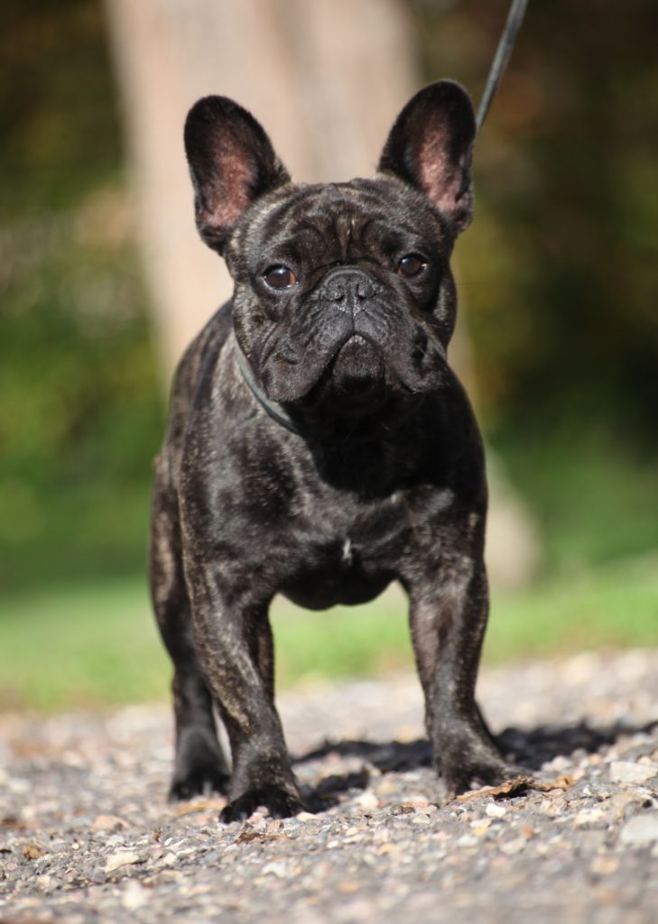 Velvet Des Terres De Romandor