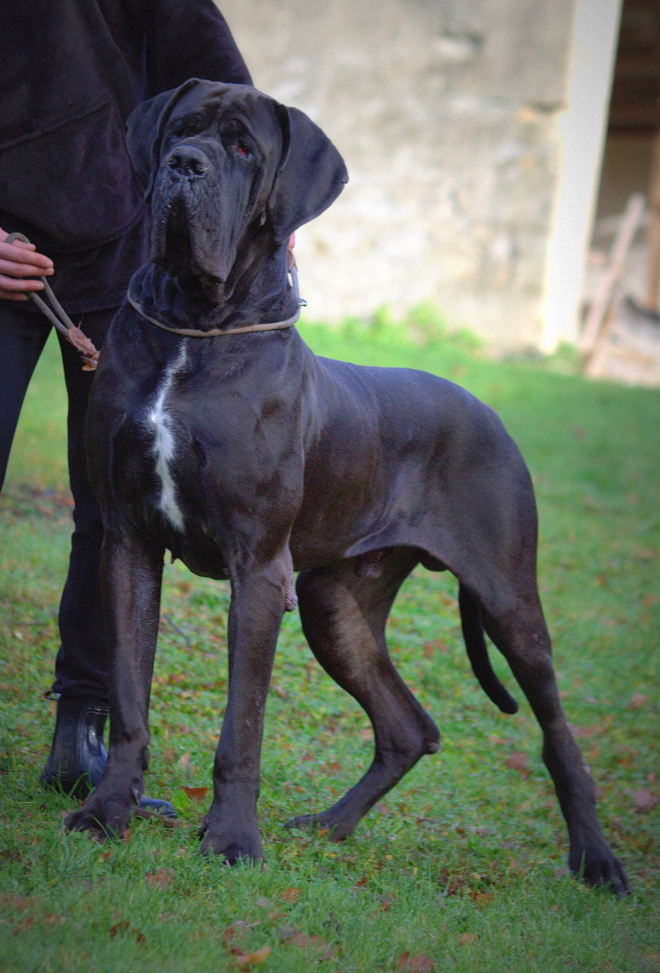 Franklin  modry efekt