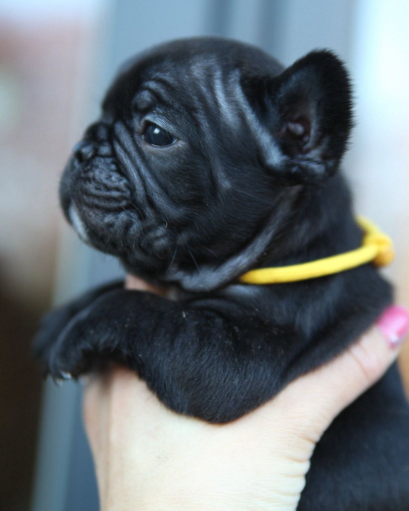 Des Terres De Romandor - Chiots disponibles - Bouledogue français