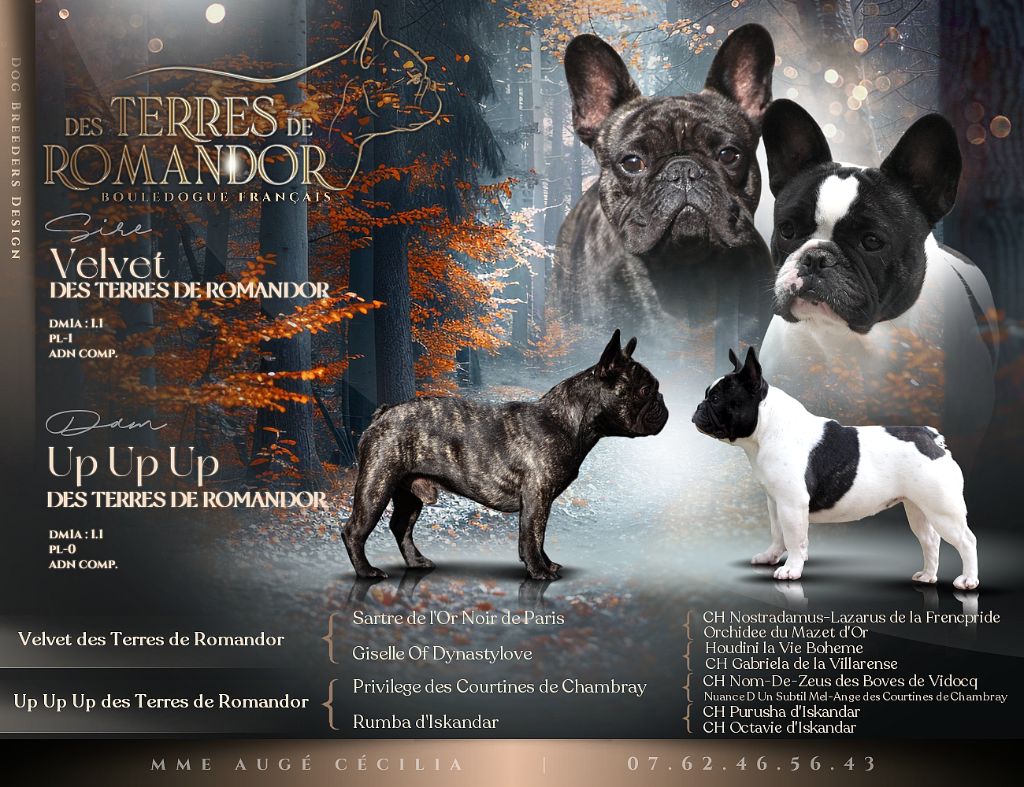 Chiot Bouledogue français Des Terres De Romandor