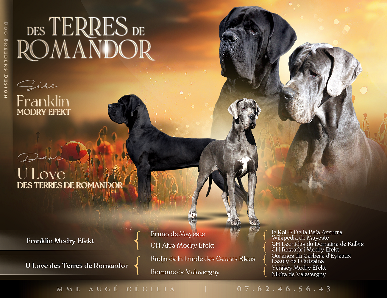 Chiot Dogue allemand Des Terres De Romandor