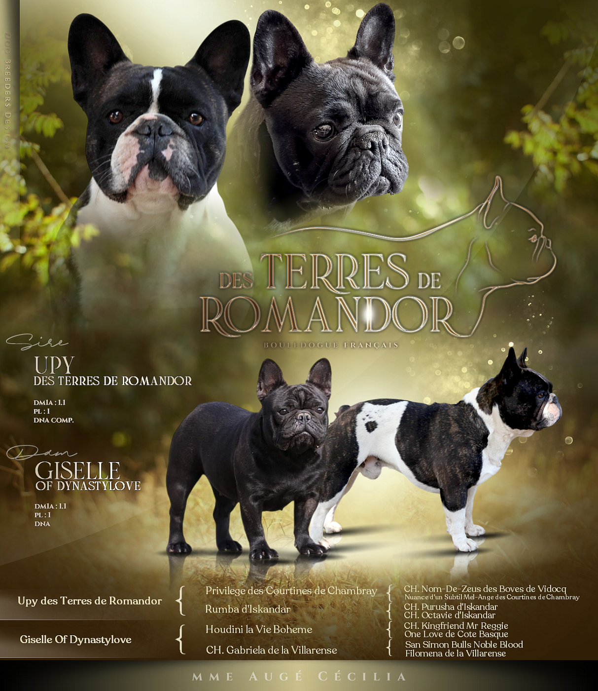 Des Terres De Romandor - Chiots disponibles - Bouledogue français