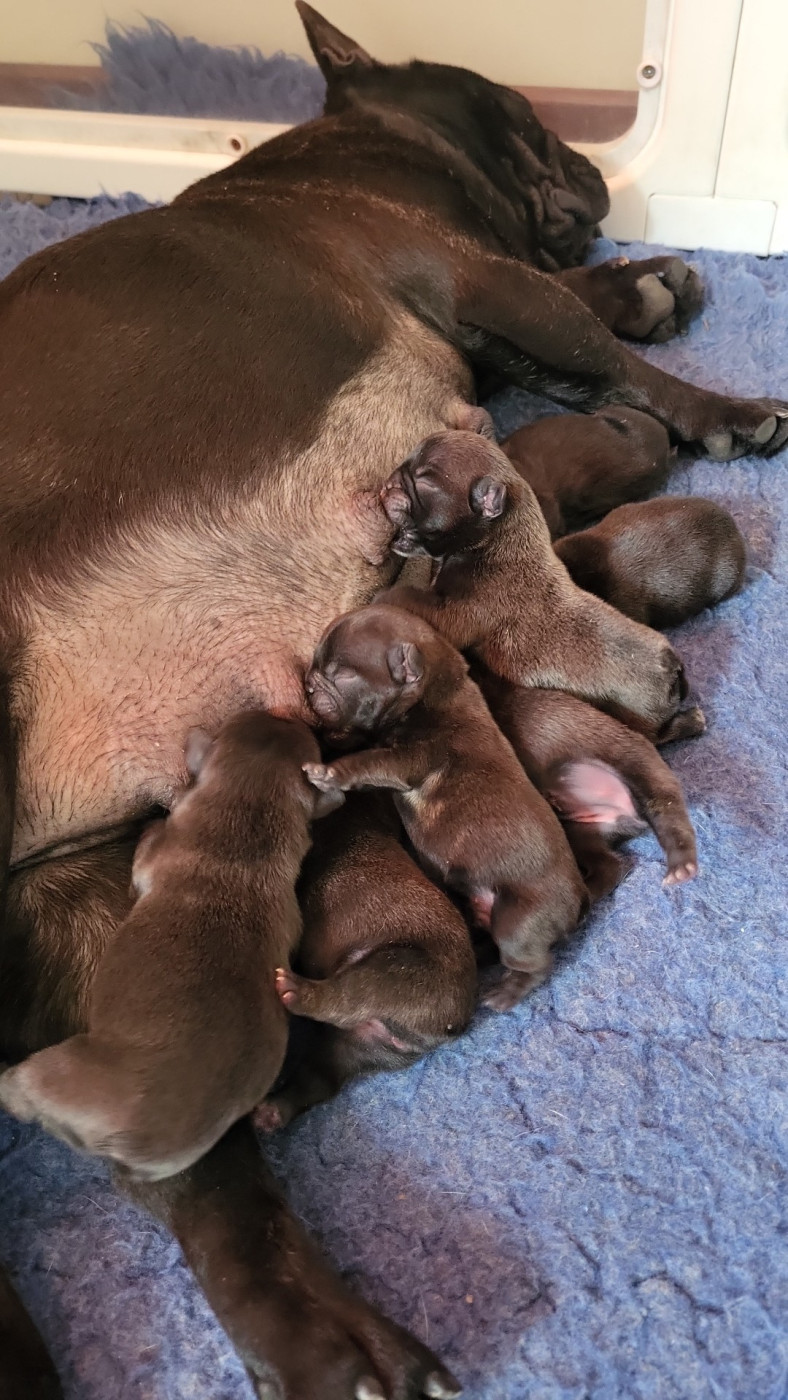 Des Terres De Romandor - Chiots disponibles - Bouledogue français