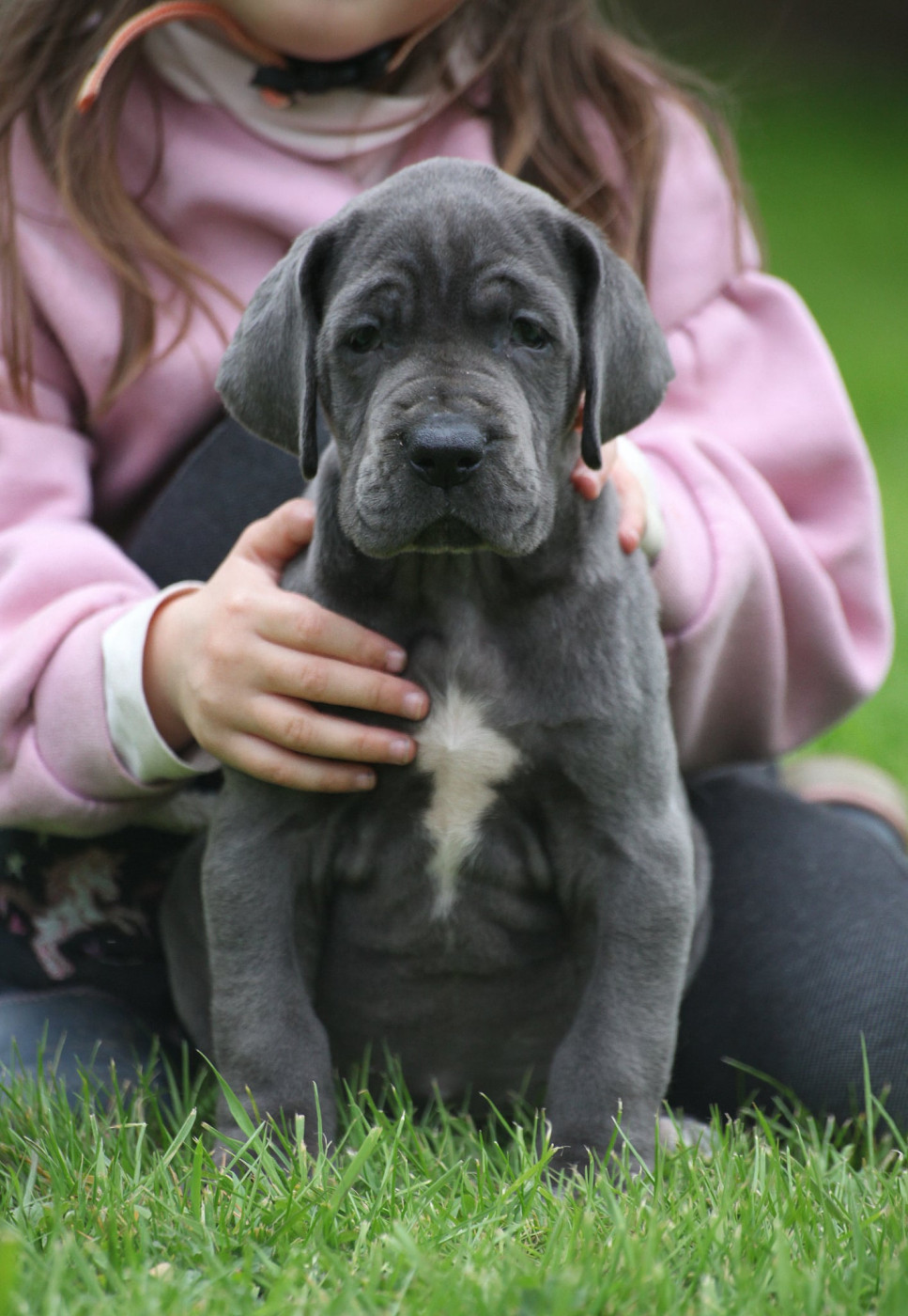 Des Terres De Romandor - Chiots disponibles - Dogue allemand