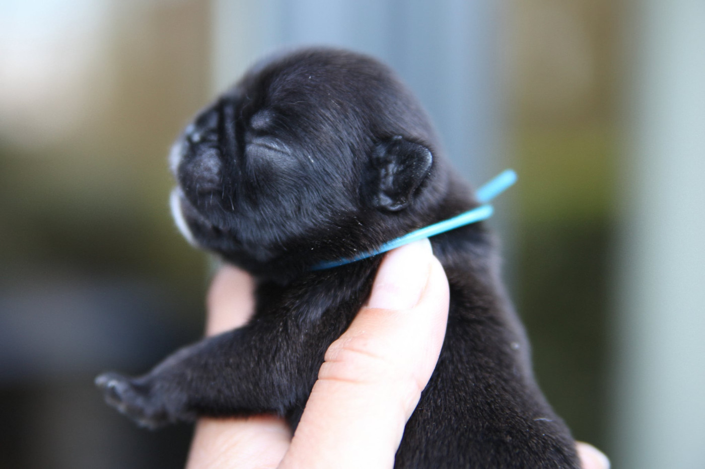 Des Terres De Romandor - Chiots disponibles - Bouledogue français