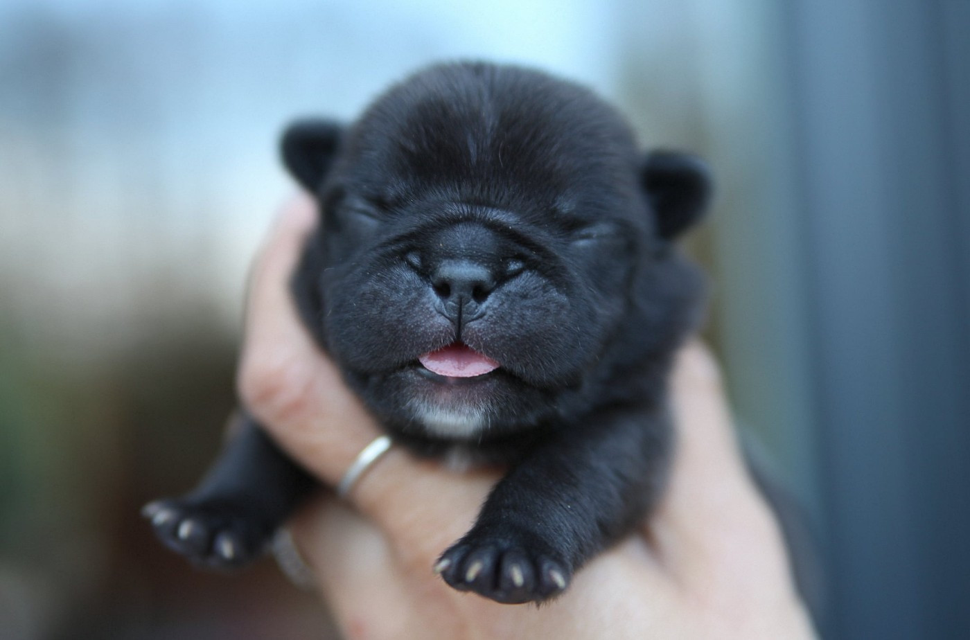 Des Terres De Romandor - Chiots disponibles - Bouledogue français