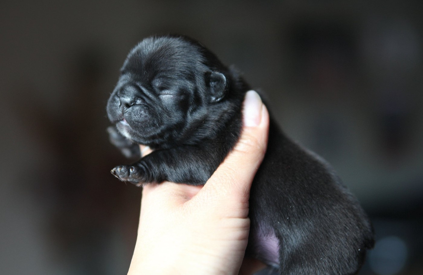Des Terres De Romandor - Chiots disponibles - Bouledogue français