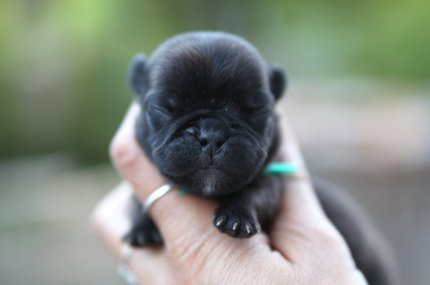 Des Terres De Romandor - Chiots disponibles - Bouledogue français