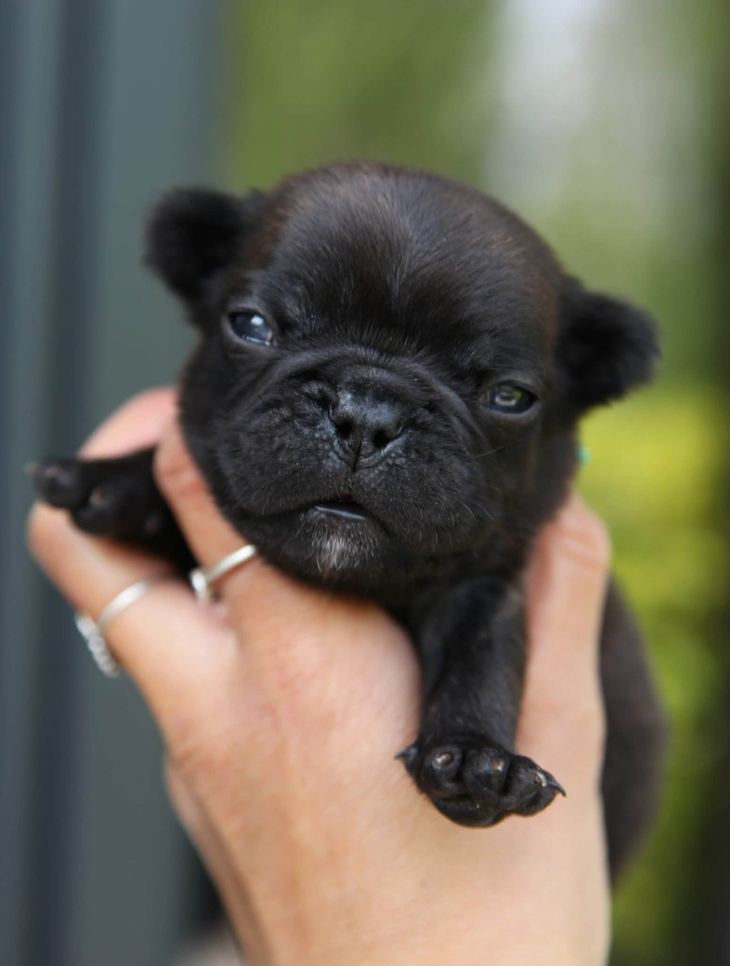 Des Terres De Romandor - Chiots disponibles - Bouledogue français