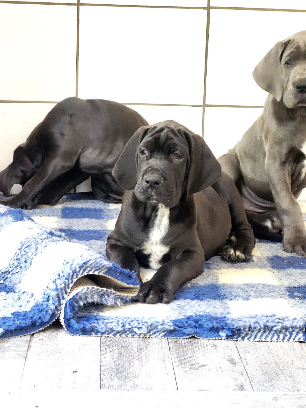 Des Terres De Romandor - Chiots disponibles - Dogue allemand