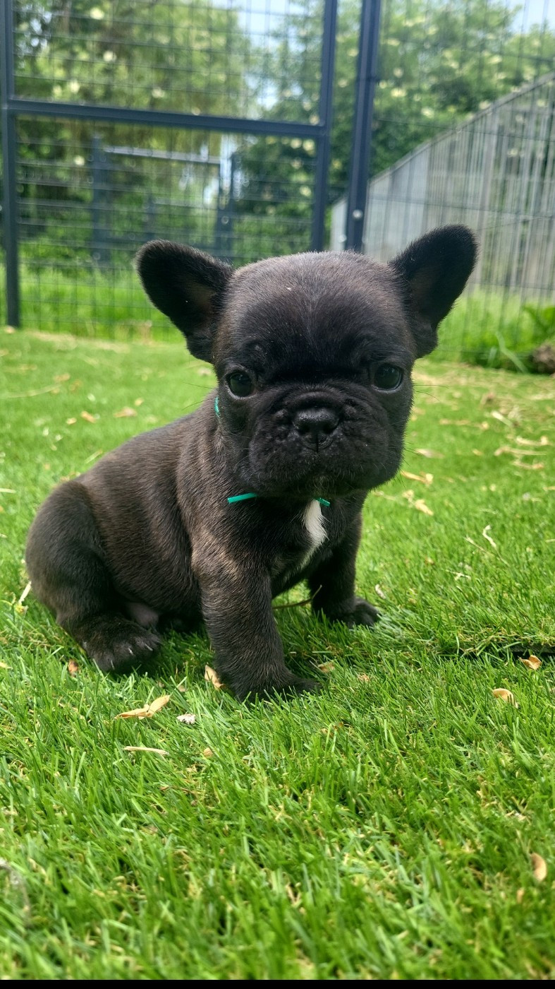 Des Terres De Romandor - Chiots disponibles - Bouledogue français