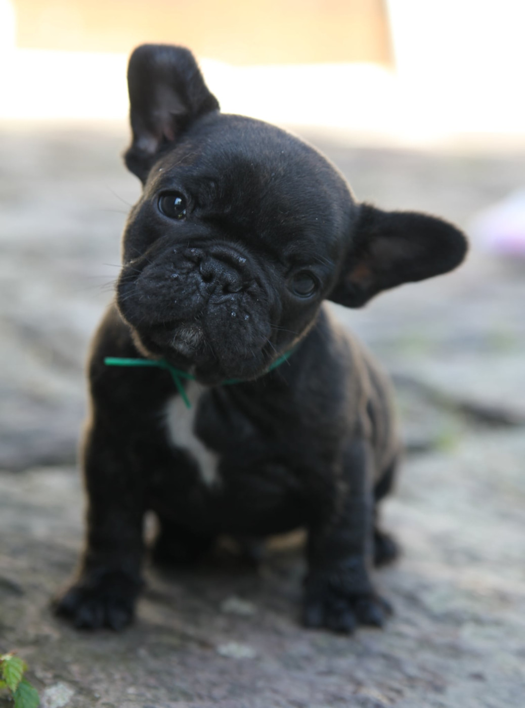 Des Terres De Romandor - Chiots disponibles - Bouledogue français