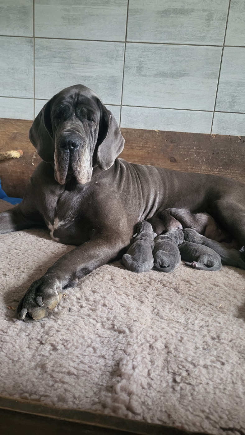 Chiot Dogue allemand Des Terres De Romandor