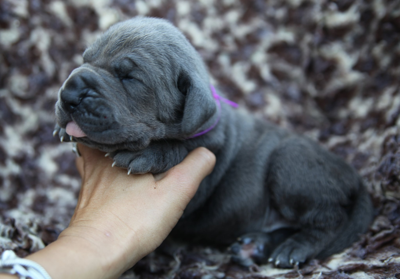 Des Terres De Romandor - Chiots disponibles - Dogue allemand