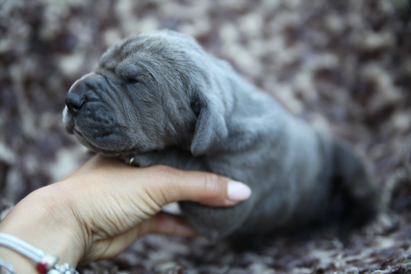 Des Terres De Romandor - Chiots disponibles - Dogue allemand