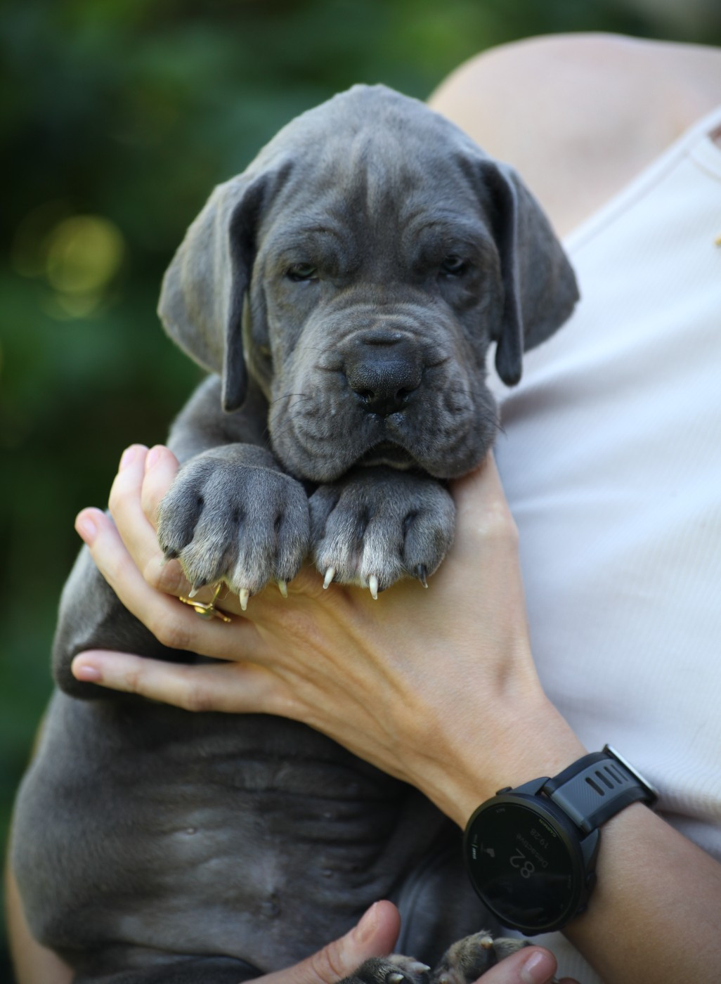 Des Terres De Romandor - Chiots disponibles - Dogue allemand