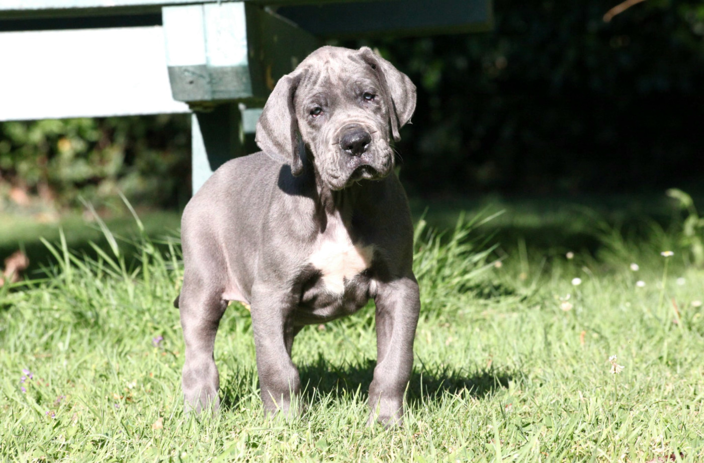 Des Terres De Romandor - Chiots disponibles - Dogue allemand
