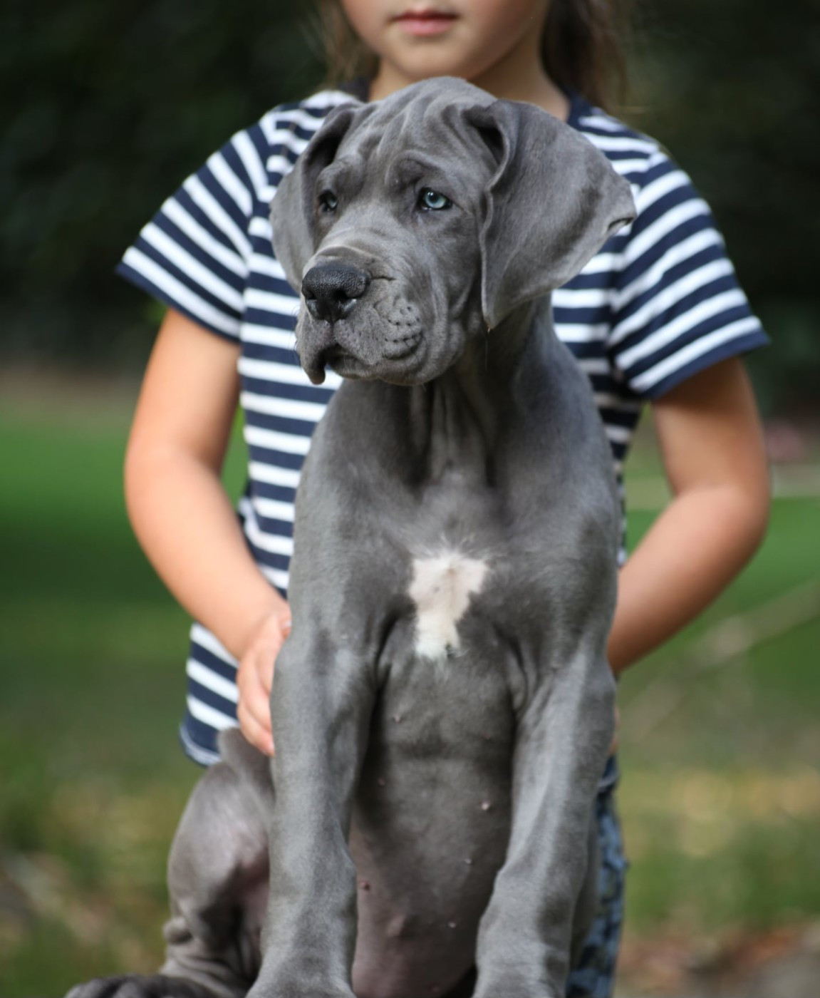 Des Terres De Romandor - Chiots disponibles - Dogue allemand