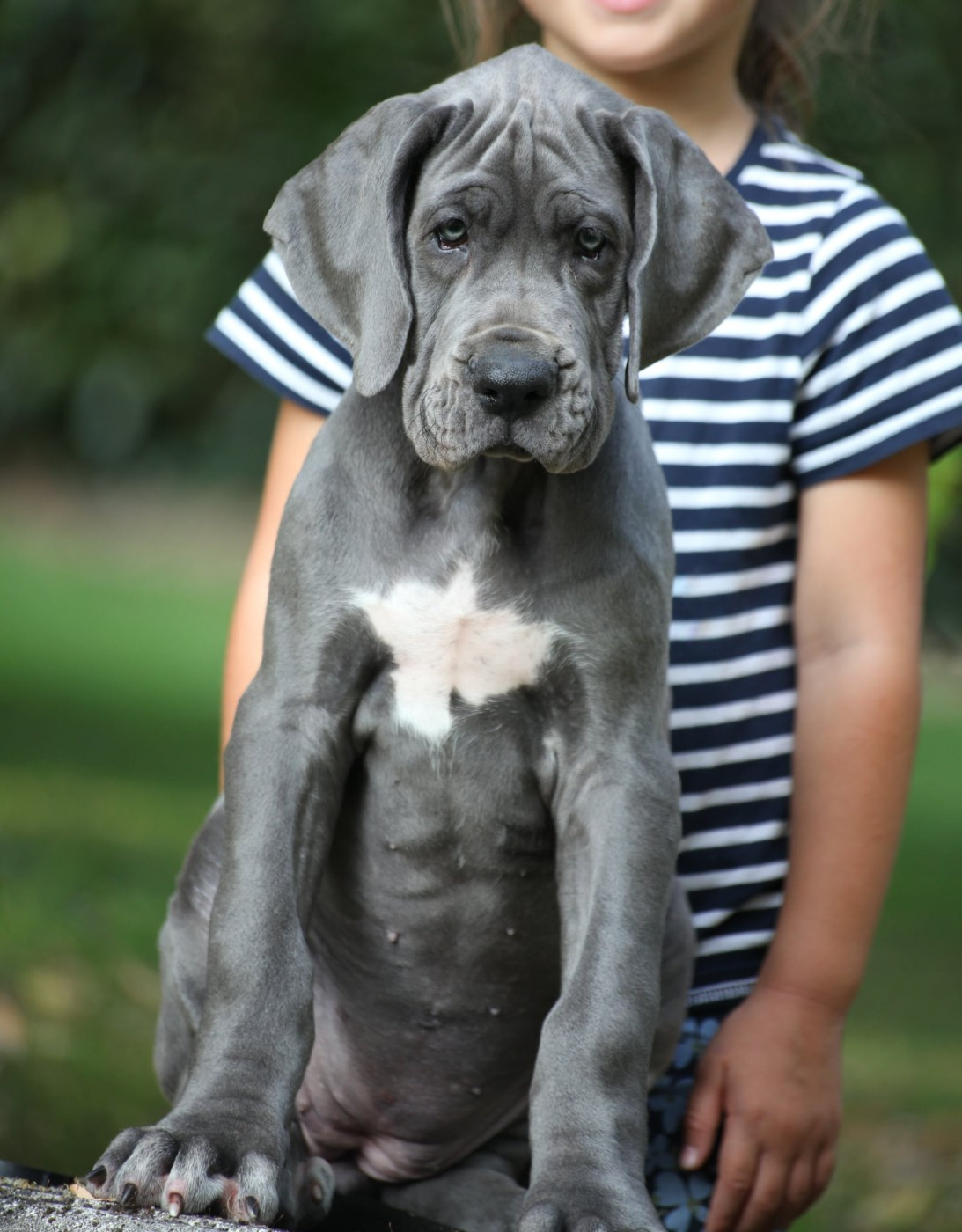 Des Terres De Romandor - Chiots disponibles - Dogue allemand