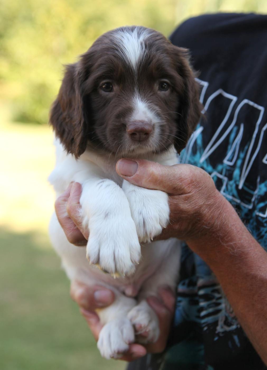 Chiot English Springer Spaniel Des Terres De Romandor