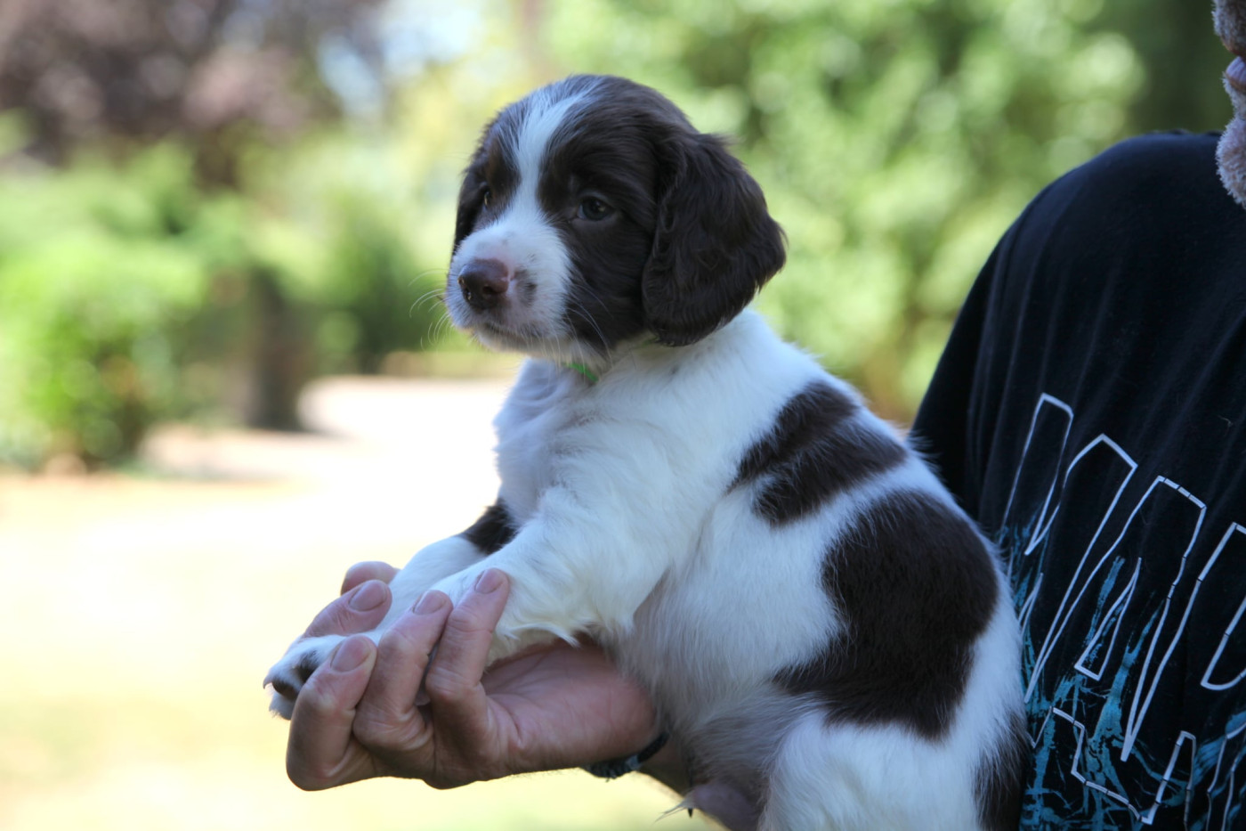 Des Terres De Romandor - Chiots disponibles - English Springer Spaniel