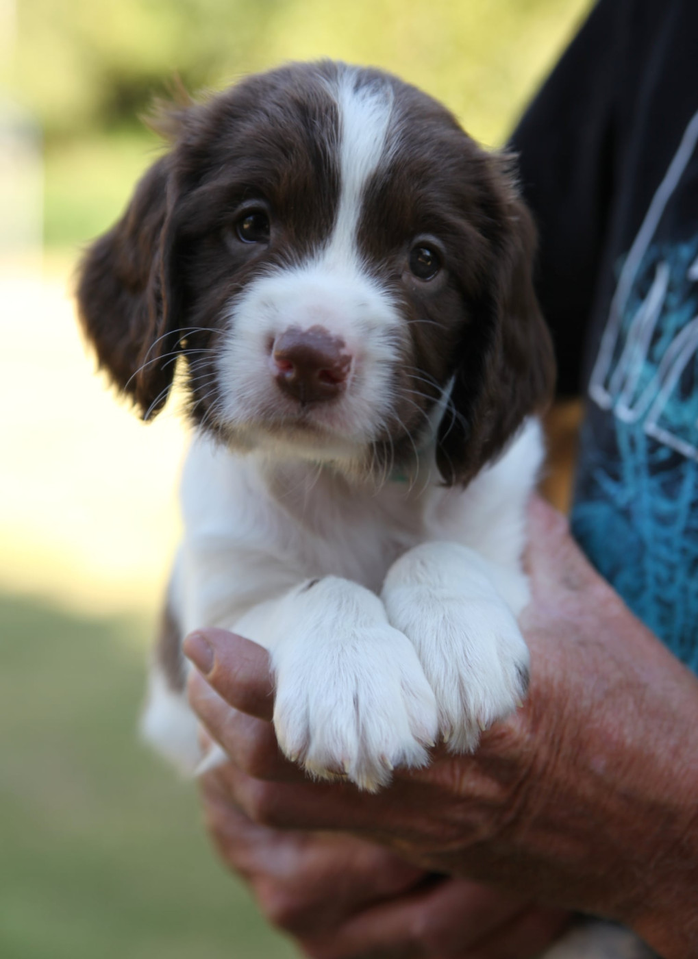 Des Terres De Romandor - Chiots disponibles - English Springer Spaniel
