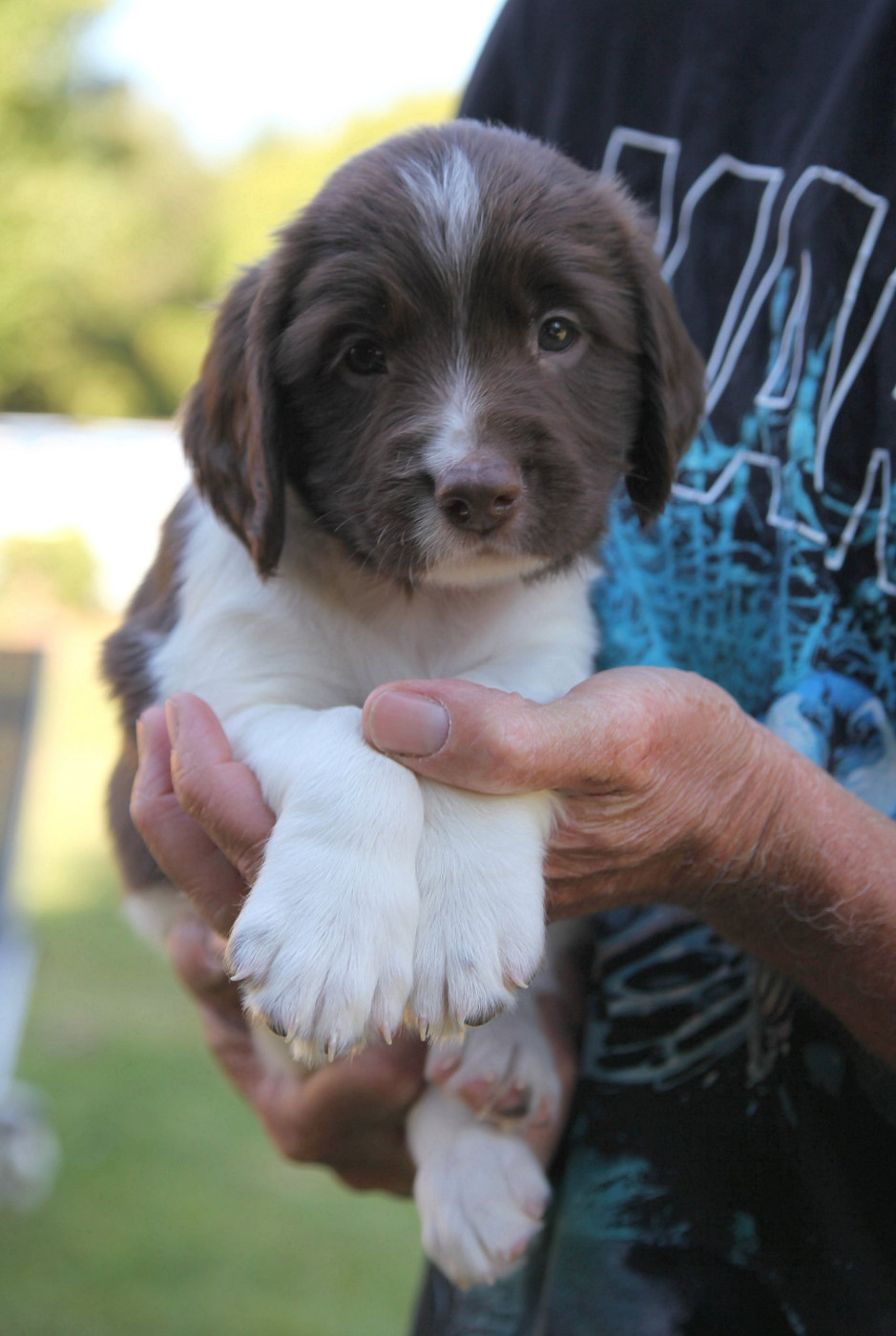 Des Terres De Romandor - Chiots disponibles - English Springer Spaniel