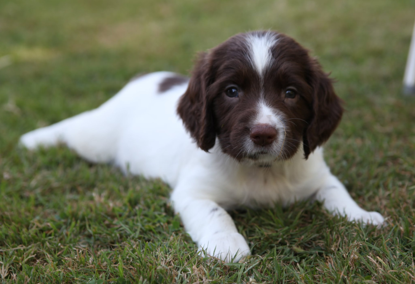Des Terres De Romandor - Chiots disponibles - English Springer Spaniel