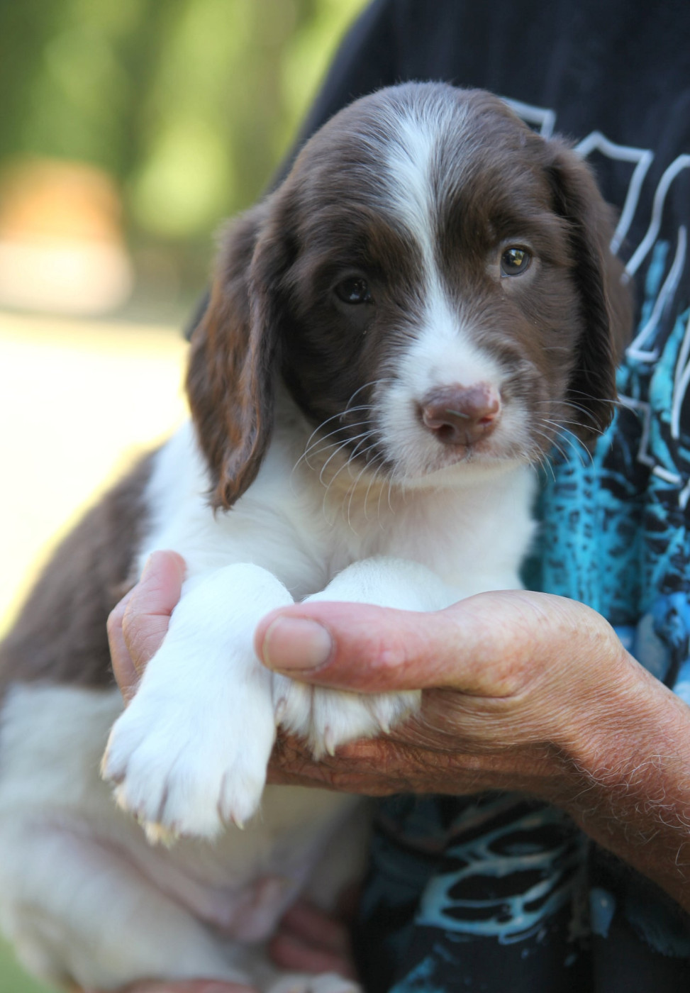 Des Terres De Romandor - Chiots disponibles - English Springer Spaniel