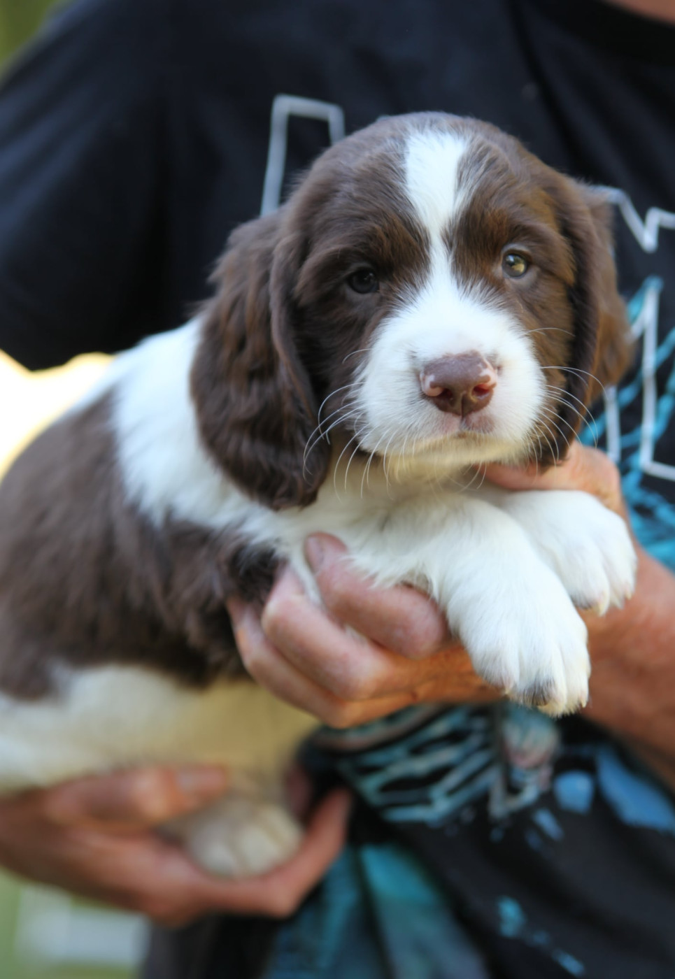 Des Terres De Romandor - Chiots disponibles - English Springer Spaniel