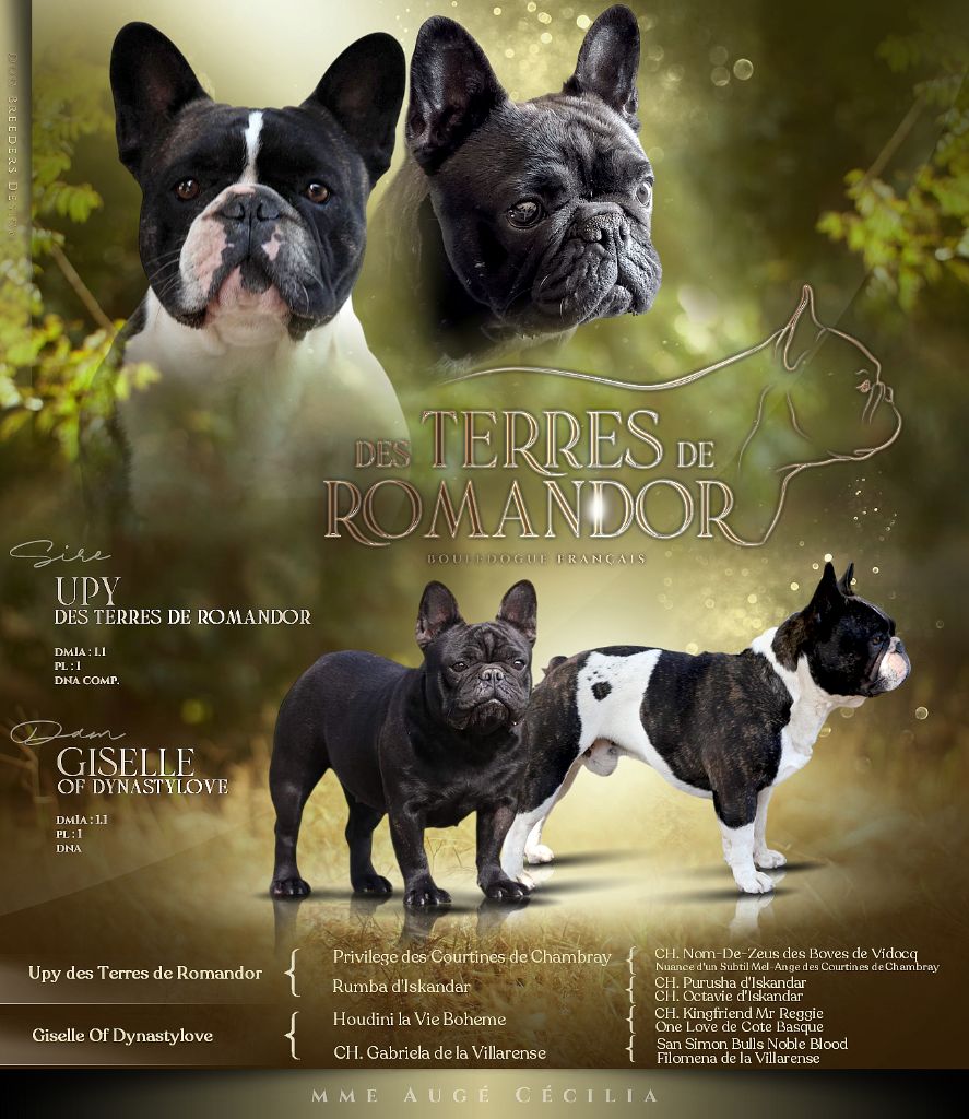 Des Terres De Romandor - Bouledogue français - Portée née le 01/08/2025