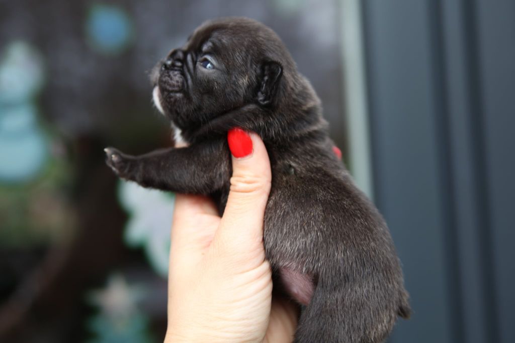 Des Terres De Romandor - Chiots disponibles - Bouledogue français