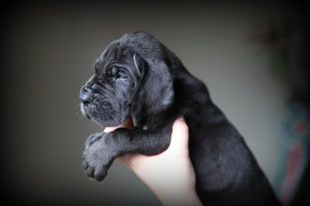 Des Terres De Romandor - Chiots disponibles - Dogue allemand