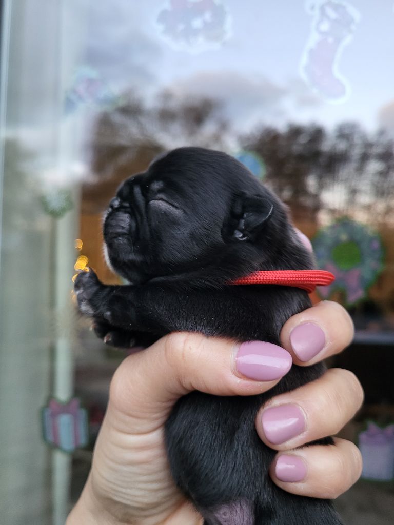 Des Terres De Romandor - Chiots disponibles - Bouledogue français