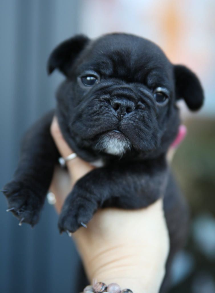 Des Terres De Romandor - Chiots disponibles - Bouledogue français