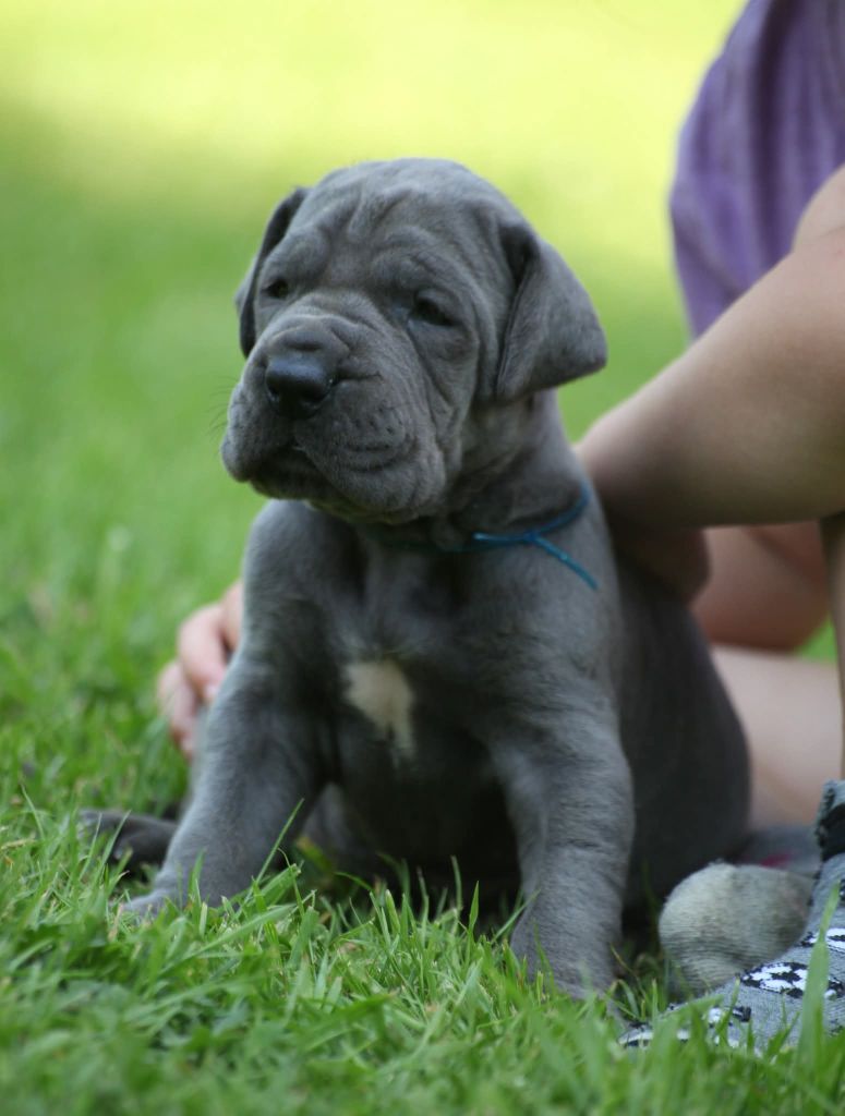 Des Terres De Romandor - Chiots disponibles - Dogue allemand