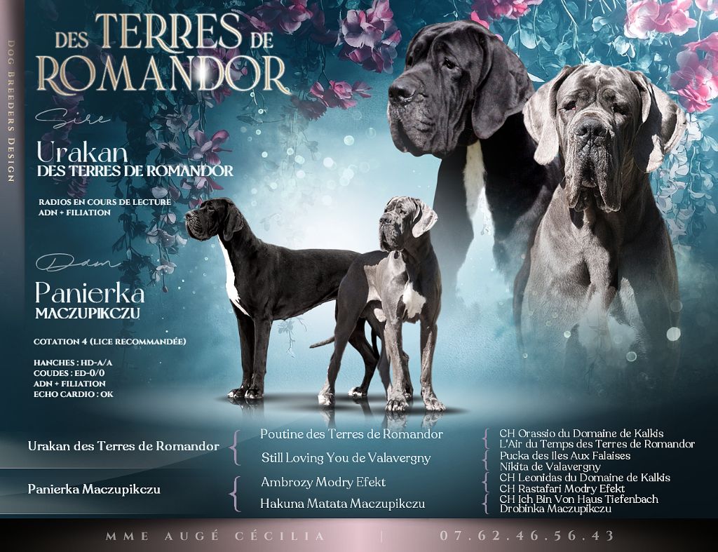 Chiot Dogue allemand Des Terres De Romandor