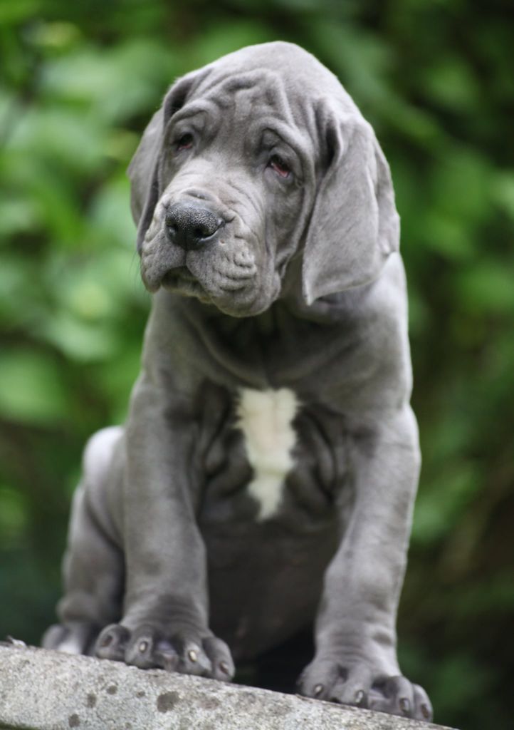 Des Terres De Romandor - Chiots disponibles - Dogue allemand
