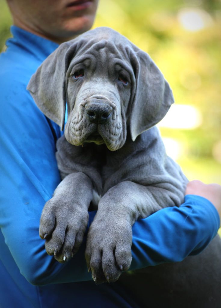 Des Terres De Romandor - Chiots disponibles - Dogue allemand