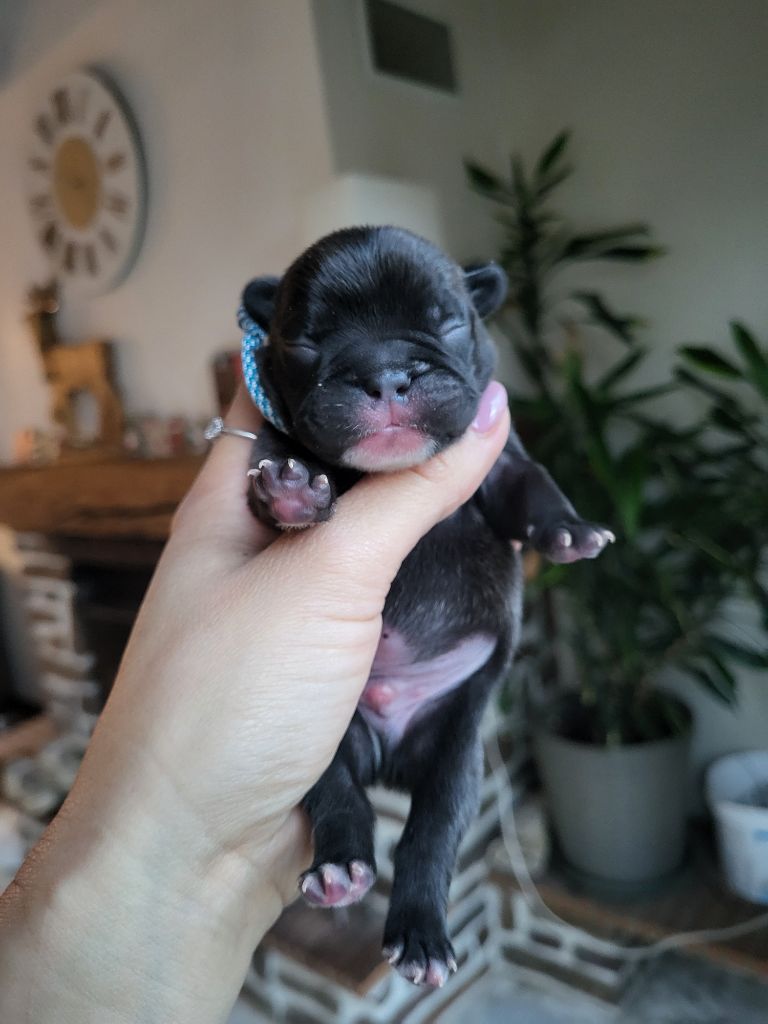 Des Terres De Romandor - Chiots disponibles - Bouledogue français