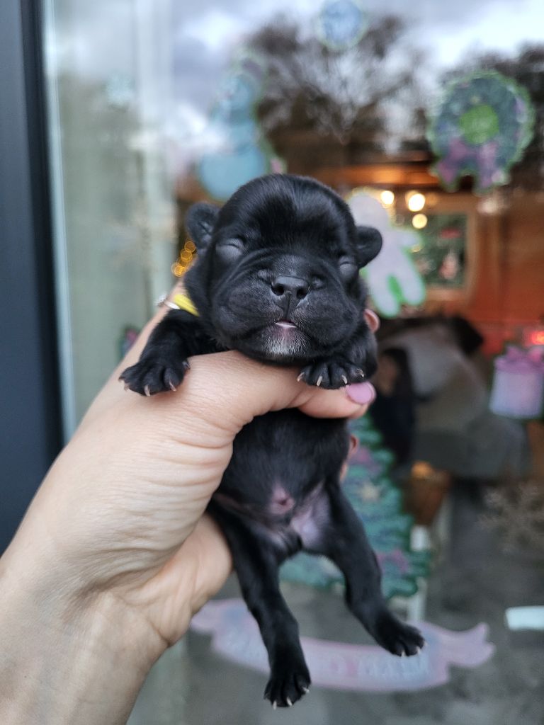 Des Terres De Romandor - Chiots disponibles - Bouledogue français
