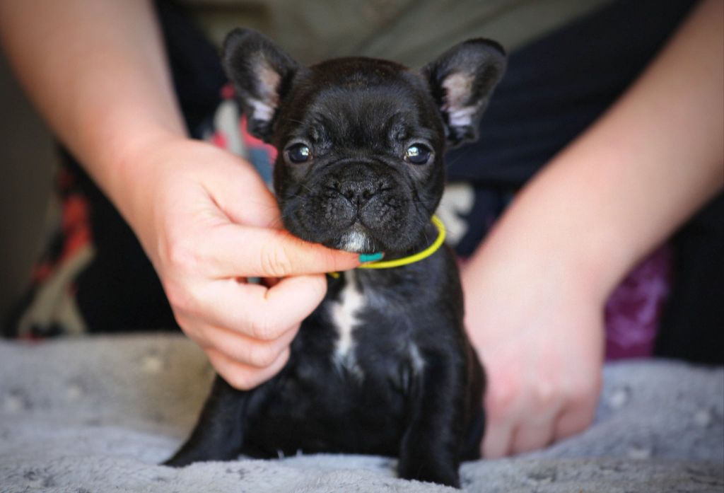 Des Terres De Romandor - Chiots disponibles - Bouledogue français