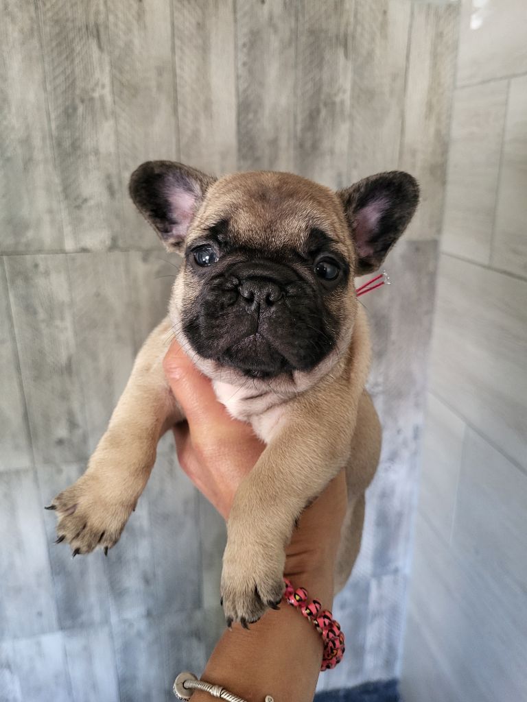 Des Terres De Romandor - Chiots disponibles - Bouledogue français